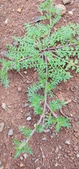 Lepidium didymum