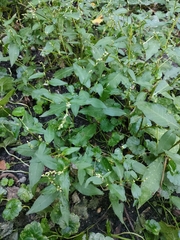 Persicaria