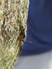 Leiobunum