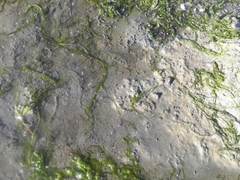 Ephydra cinerea