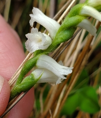 Spiranthes cernua