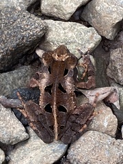 Incilius melanochlorus