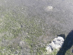 Ephydra cinerea