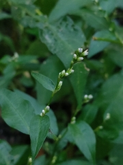Persicaria