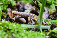 Euphaedusa yunnancola