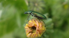 Psilothrix viridicoerulea