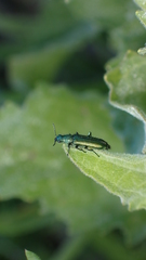 Psilothrix viridicoerulea