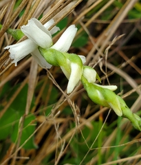 Spiranthes cernua
