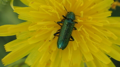 Psilothrix viridicoerulea