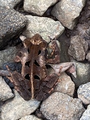 Incilius melanochlorus