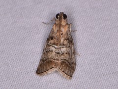 Pococera maritimalis