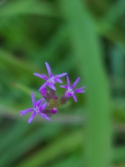 Polygala incarnata