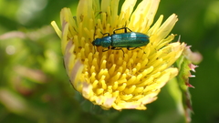 Psilothrix viridicoerulea