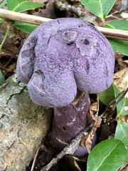 Cortinarius violaceus
