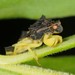 Pennsylvania Ambush Bug - Photo (c) Jason M Crockwell, some rights reserved (CC BY-NC-ND), uploaded by Jason M Crockwell