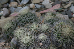 Mammillaria decipiens