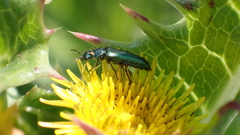 Psilothrix viridicoerulea