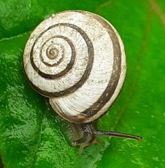 Helicellinae