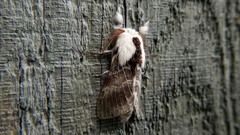 Tolype velleda