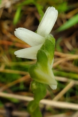 Spiranthes cernua