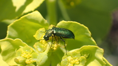 Psilothrix viridicoerulea