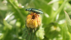 Psilothrix viridicoerulea