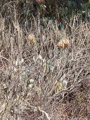 Cotyledon orbiculata