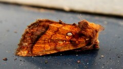 Papaipema leucostigma