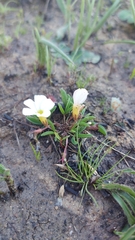 Oxalis minuta