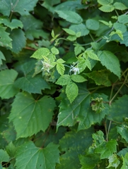 Rubus occidentalis
