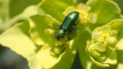 Psilothrix viridicoerulea