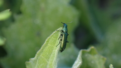 Psilothrix viridicoerulea