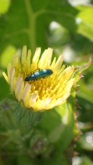 Psilothrix viridicoerulea