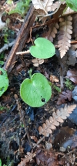Corybas