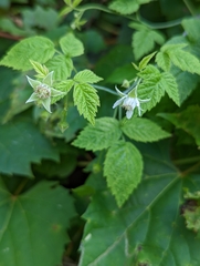 Rubus occidentalis