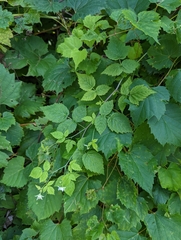 Rubus occidentalis