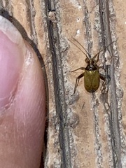 Hemiptera