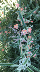 Sphaeralcea angustifolia