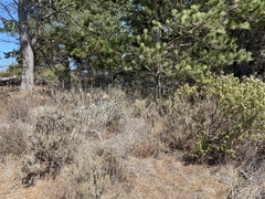 Cotyledon orbiculata