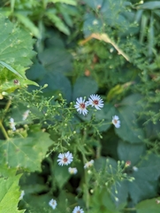 Symphyotrichum dumosum