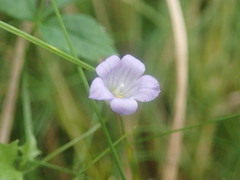 Hesperocodon hederaceus