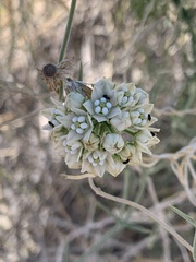 Funastrum hirtellum