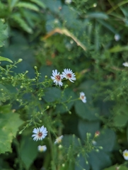 Symphyotrichum dumosum
