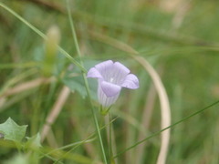 Hesperocodon hederaceus