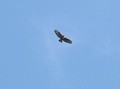 Buteo rufinus