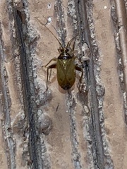 Hemiptera
