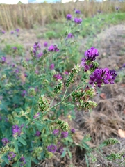 Medicago sativa
