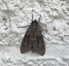 Lapara coniferarum