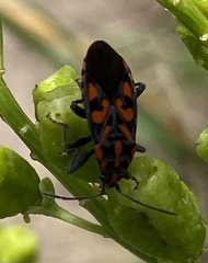 Spilostethus saxatilis