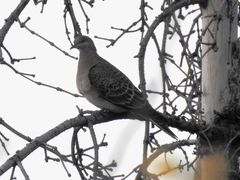 Streptopelia orientalis